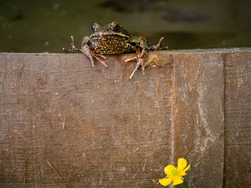 kerti tó készítése béka