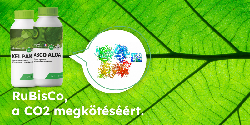 RuBisCo fehérje 3D-s modellje