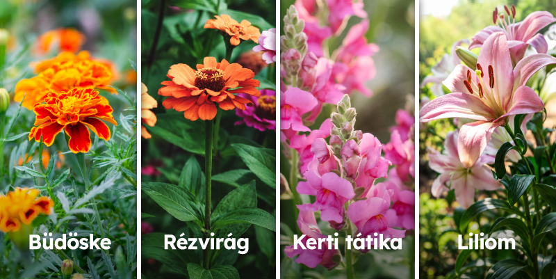Mikorrhiza kerti növények