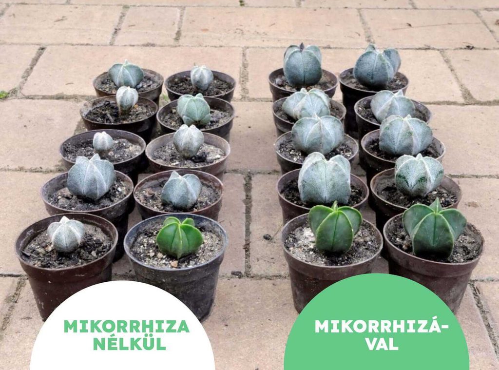 Mikorrhiza nélkül és Mikorrhizával