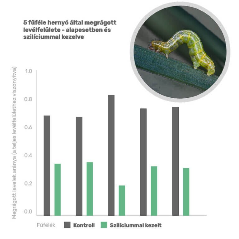 Hernyók által megrágott levélfelület - alapesetben és szilíciummal kezelve