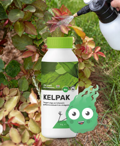 Kelpak a jobb immunállapotért
