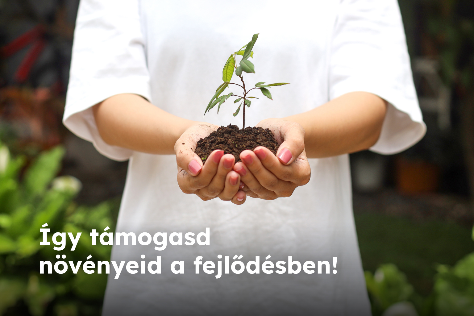 Mik a növények fejlődési szakaszai és hogyan tudjuk azokat támogatni?