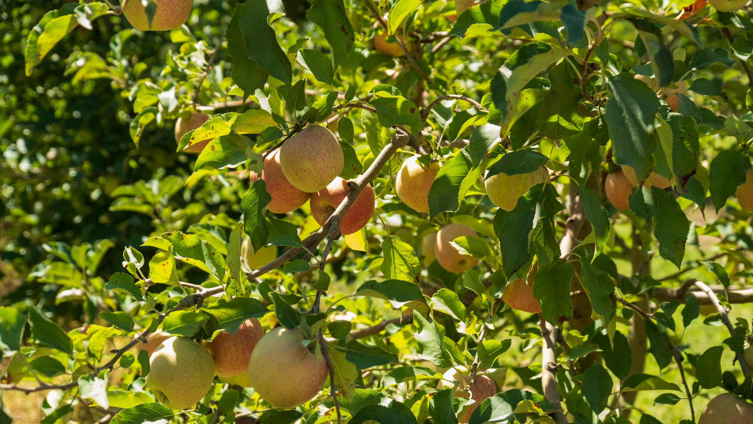 Hogyan lesz bőven termő és egészséges gyümölcsfánk?
