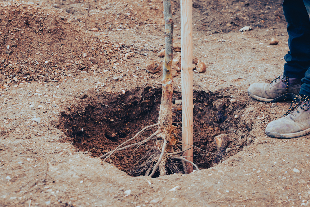 root, free-rooted, planting