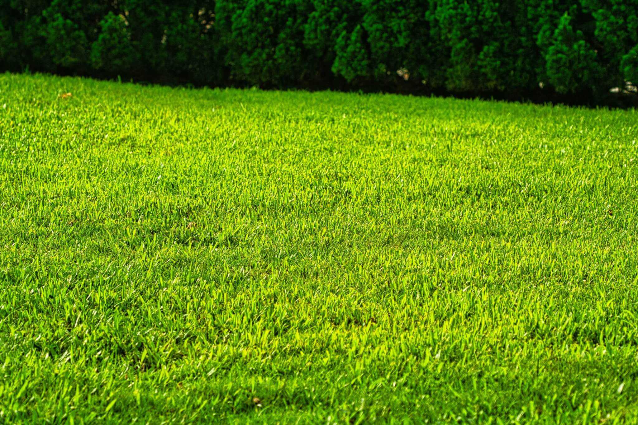 Lawn care the Danuba Garden way or can you have a beautiful and healthy lawn with organic methods?