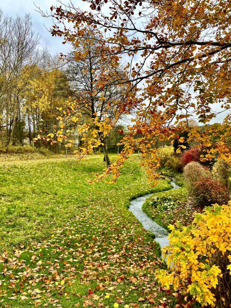 autumn, autumn garden