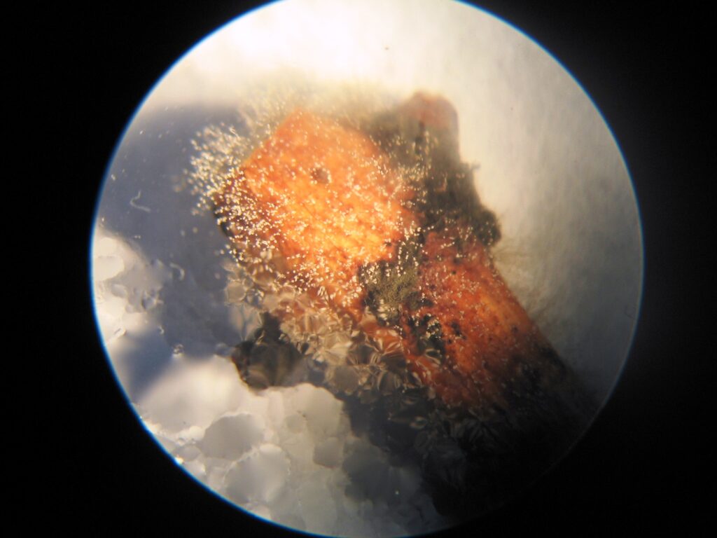 szklerócium Bcinerea konidium